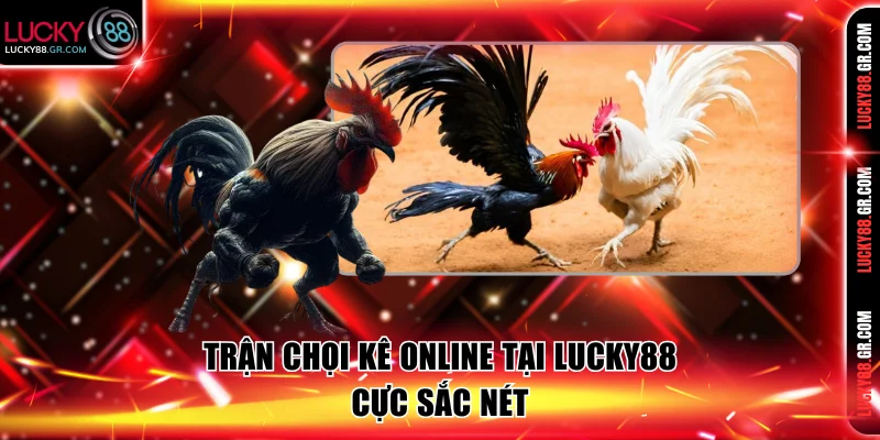 Trận chọi kê online tại Lucky88 cực sắc nét