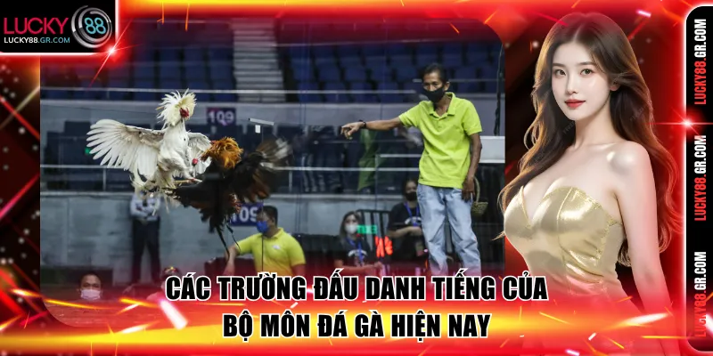 Các trường đấu danh tiếng của bộ môn đá gà hiện nay