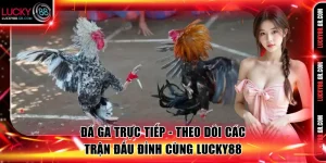 đá gà trực tiếp