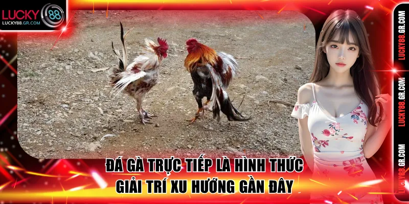 Đá gà trực tiếp là hình thức giải trí xu hướng gần đây