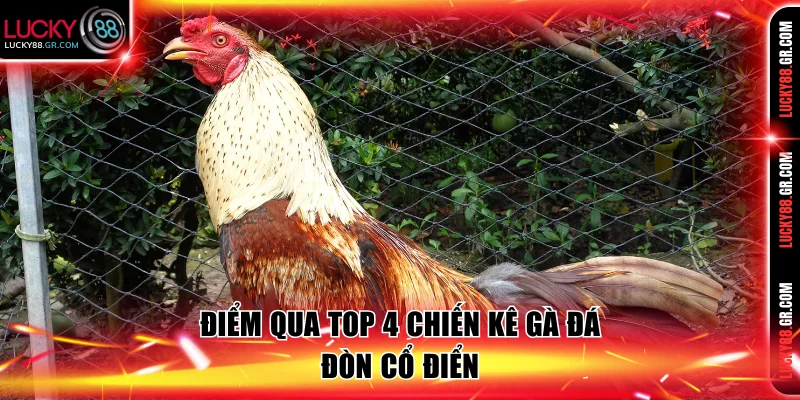 Điểm qua top 4 chiến kê gà đá đòn cổ điển